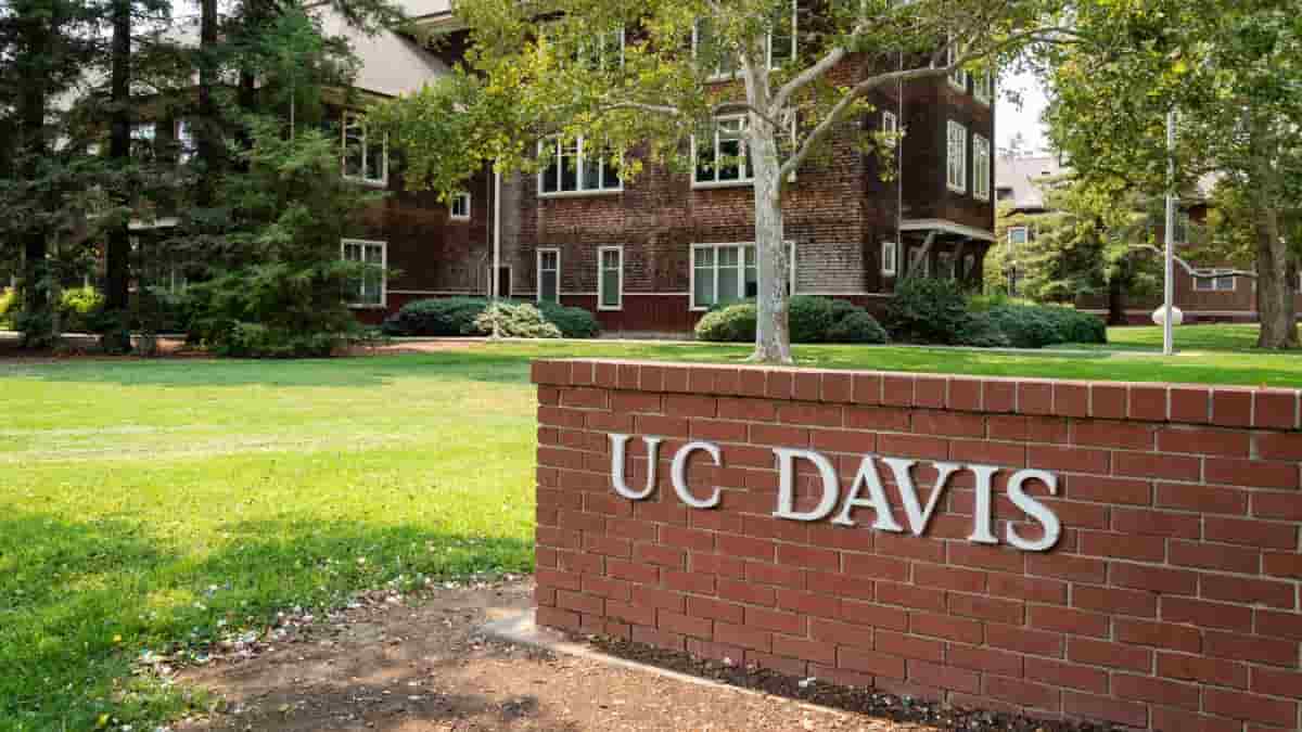 Tasso d'Accettazione UC Davis, Admission 2024, GPA, Scola, Classifica