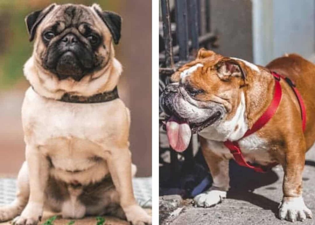 Pugs vs Bulldog 