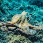 Kraken dhidi ya Octopus