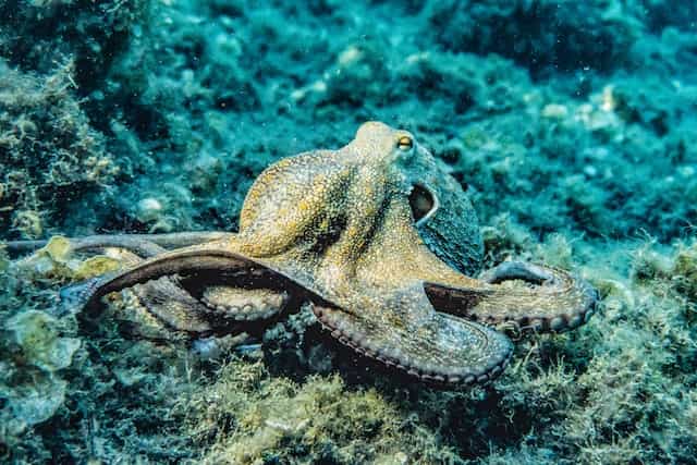 Blekksprut vs blekksprut
