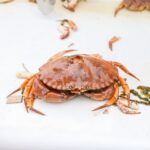 Nkhanu ya Snow vs Dungeness Crab