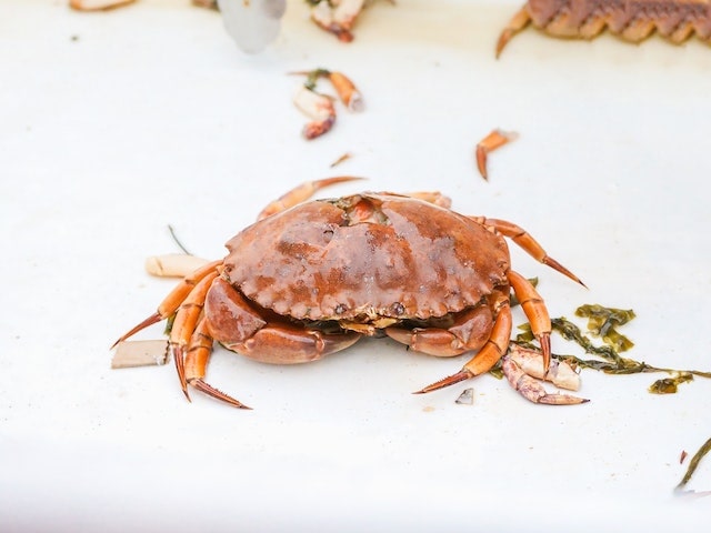 King Crab vs Dungeness Cranc