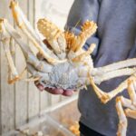 Падыша Краб vs Dungeness Crab