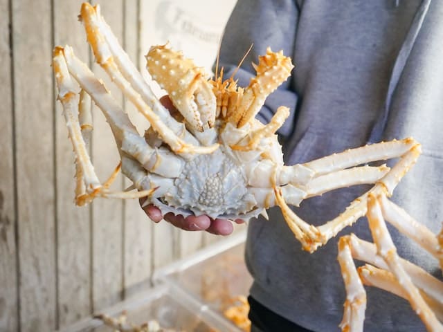 Elurrezko Karramarroa vs King Crab