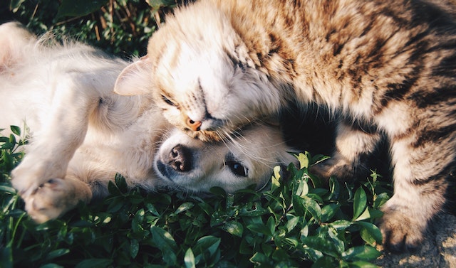 Canine vs Feline
