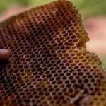 วิธีรับประทานรังผึ้ง