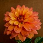 How to Grow Dahlias in Your Flower Garden