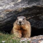 Groundhog vs Beaver