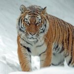 Siberiaj Tigroj vs Bengalaj Tigroj