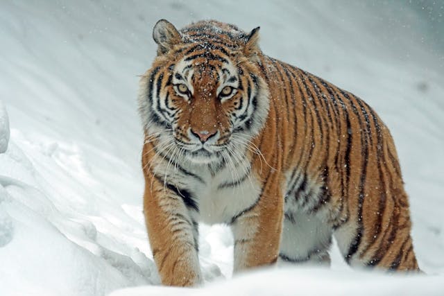 Siberian Tigers vs Bengal Tigers