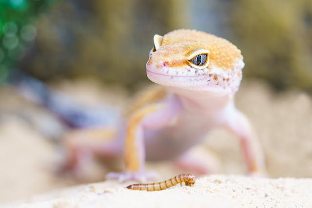 Geckos vs Salamanders