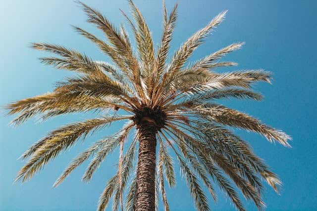 Palma vs kokosová palma